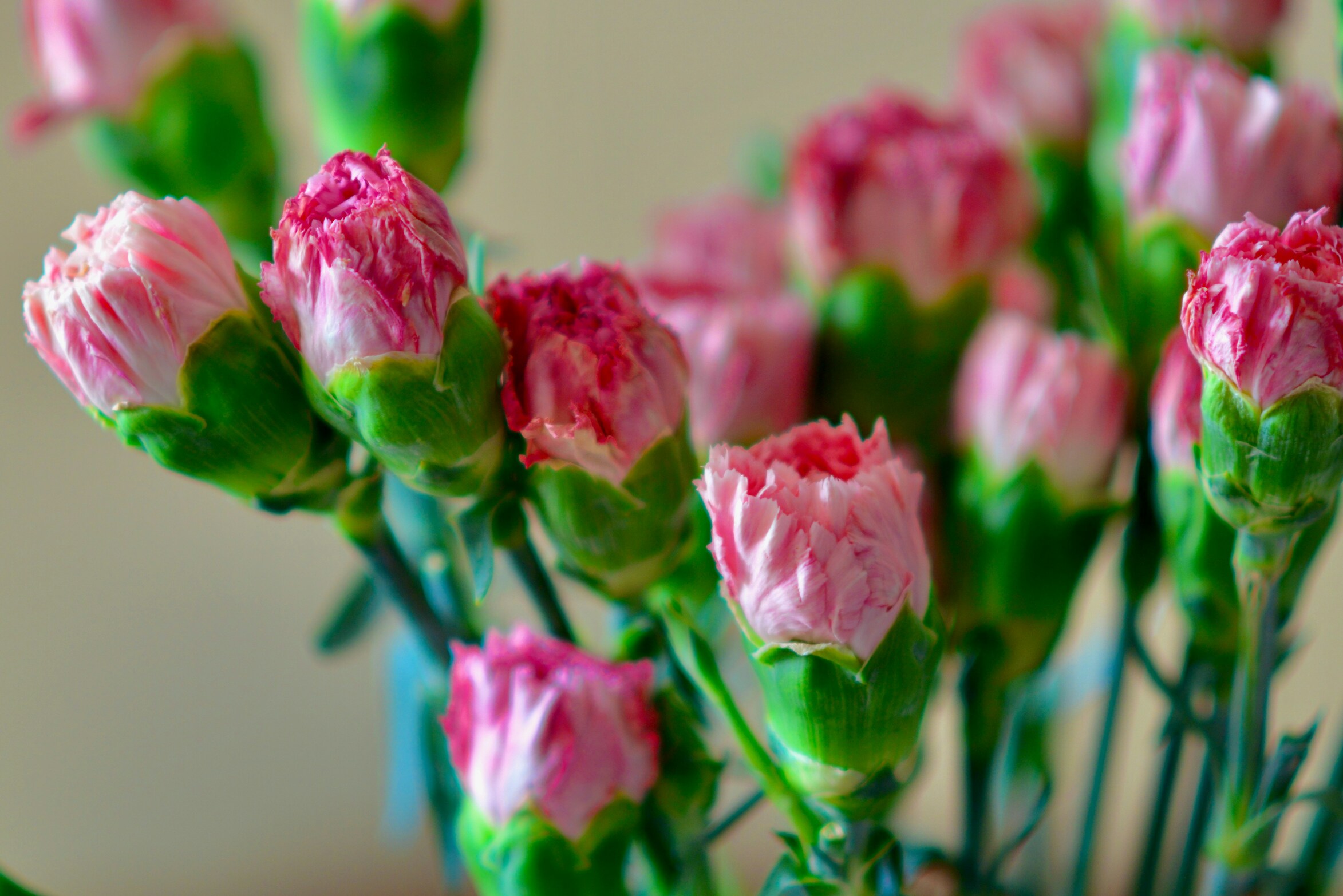Carnations