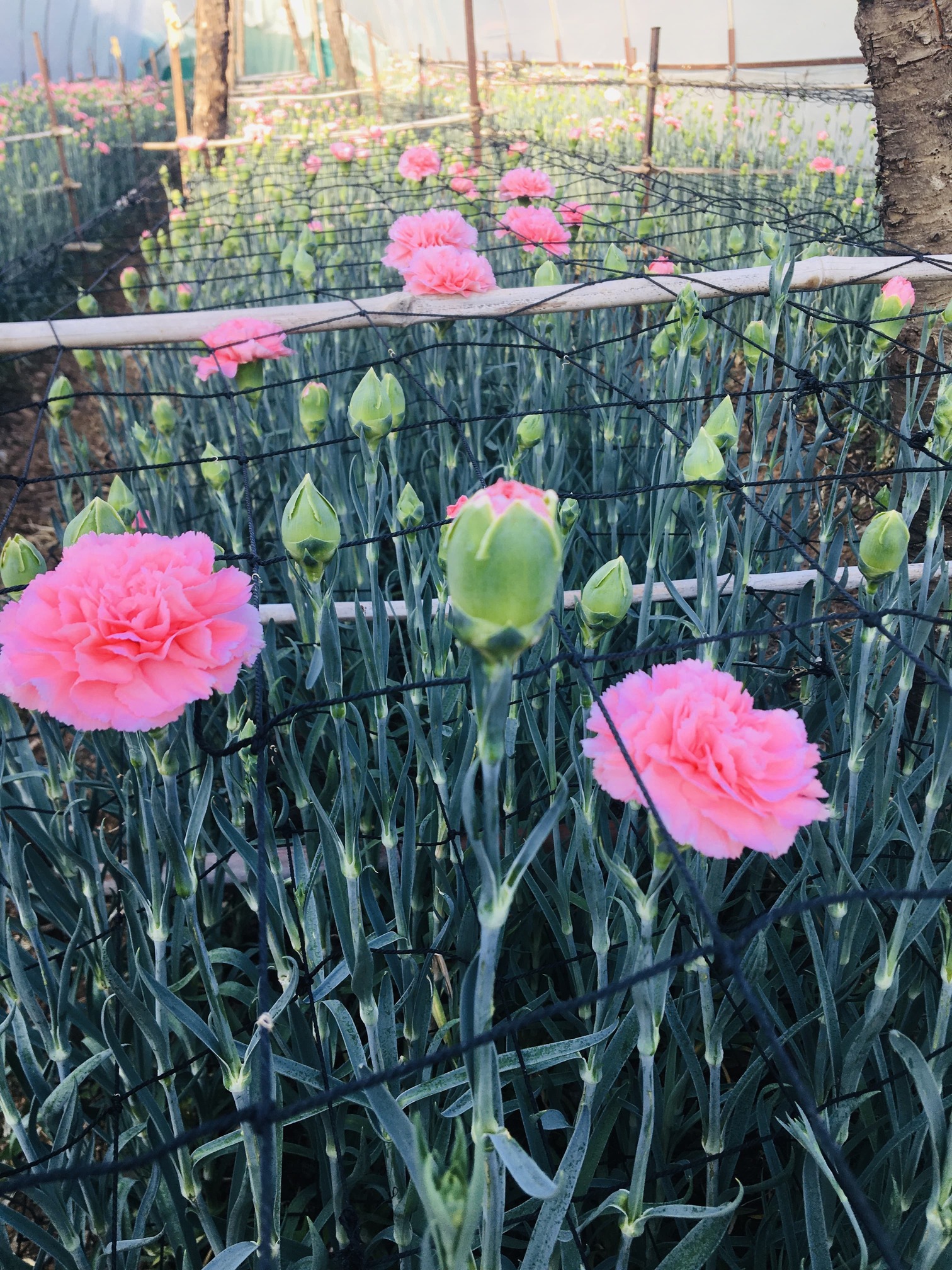 Mixed Carnations