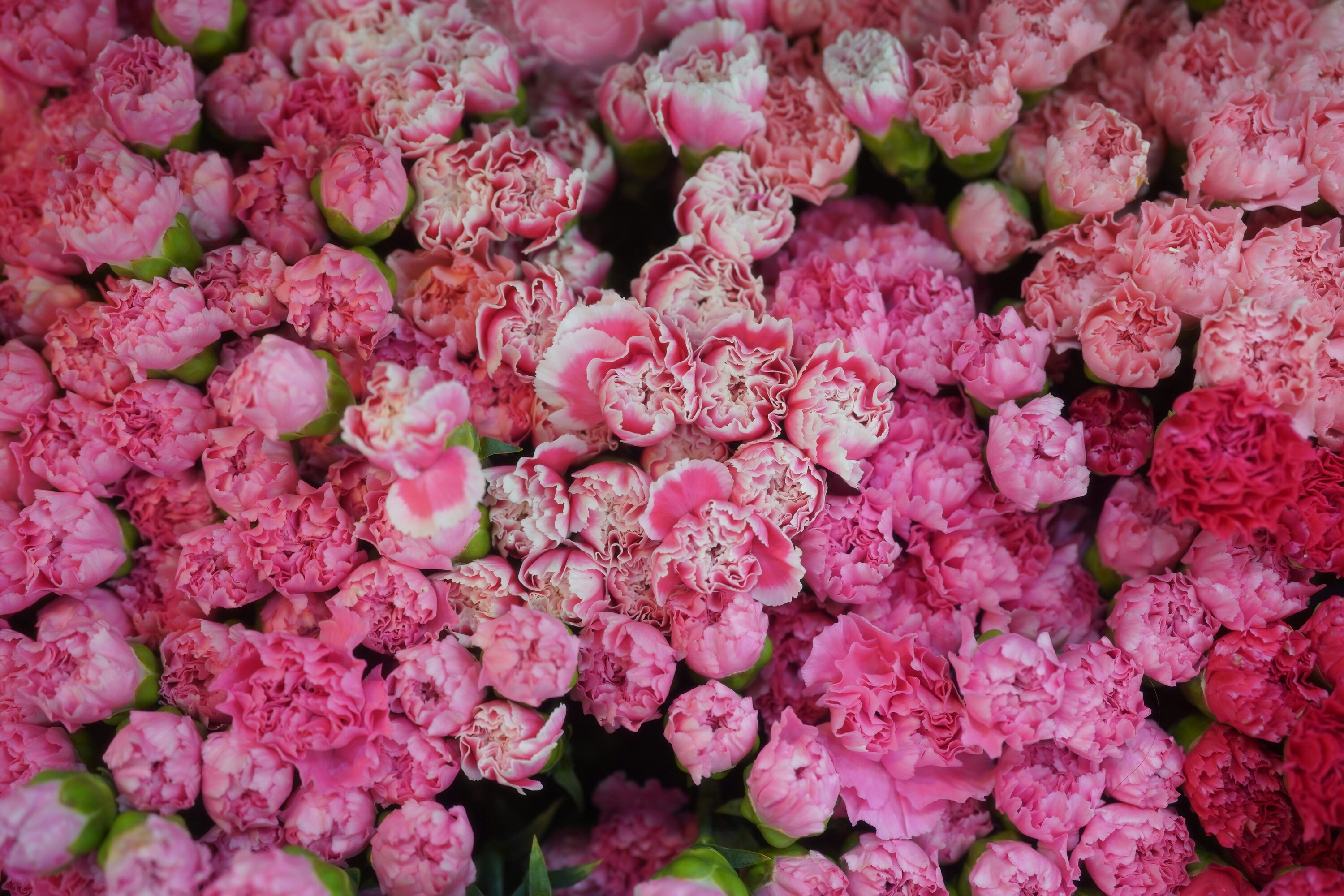 Mixed Carnations