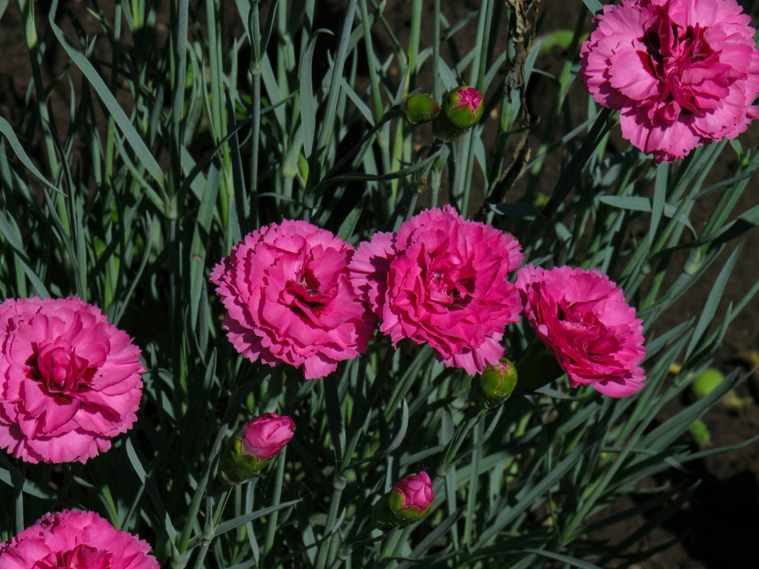 Soft Pink Carnations