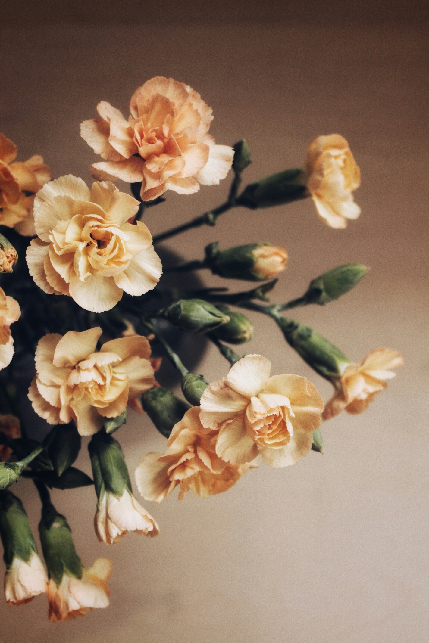 Golden Carnations