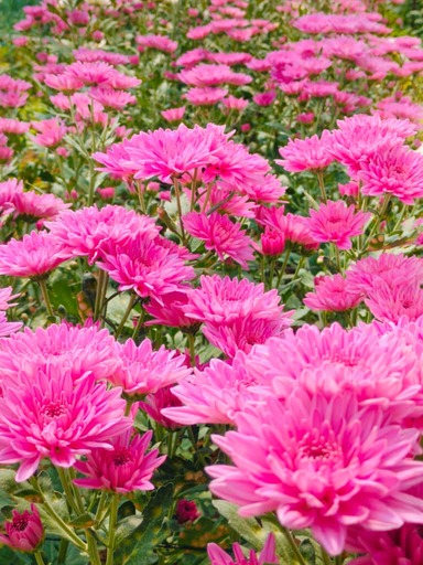 Pink Chrysanthemum