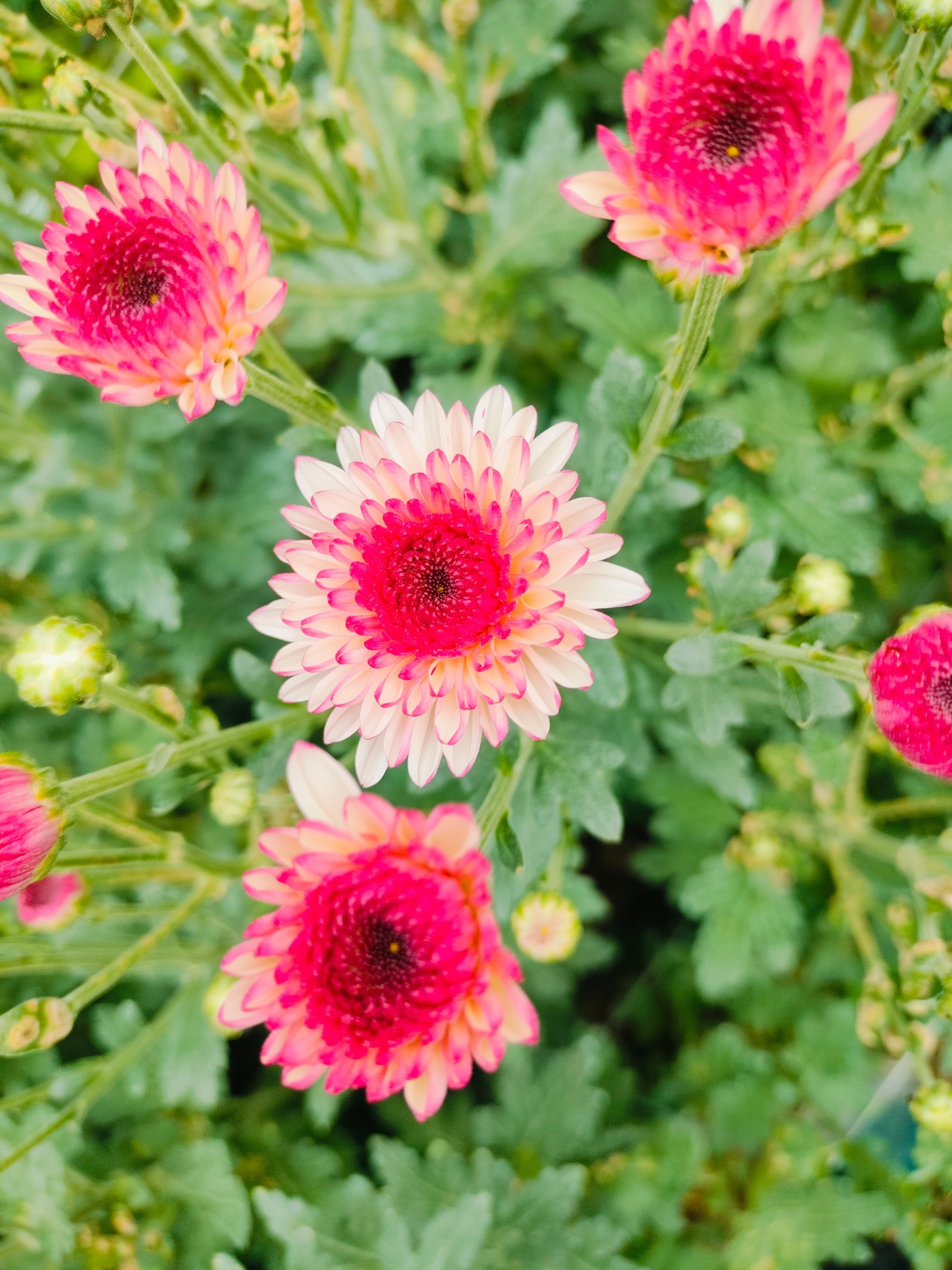 Pink White Chrysanthemum