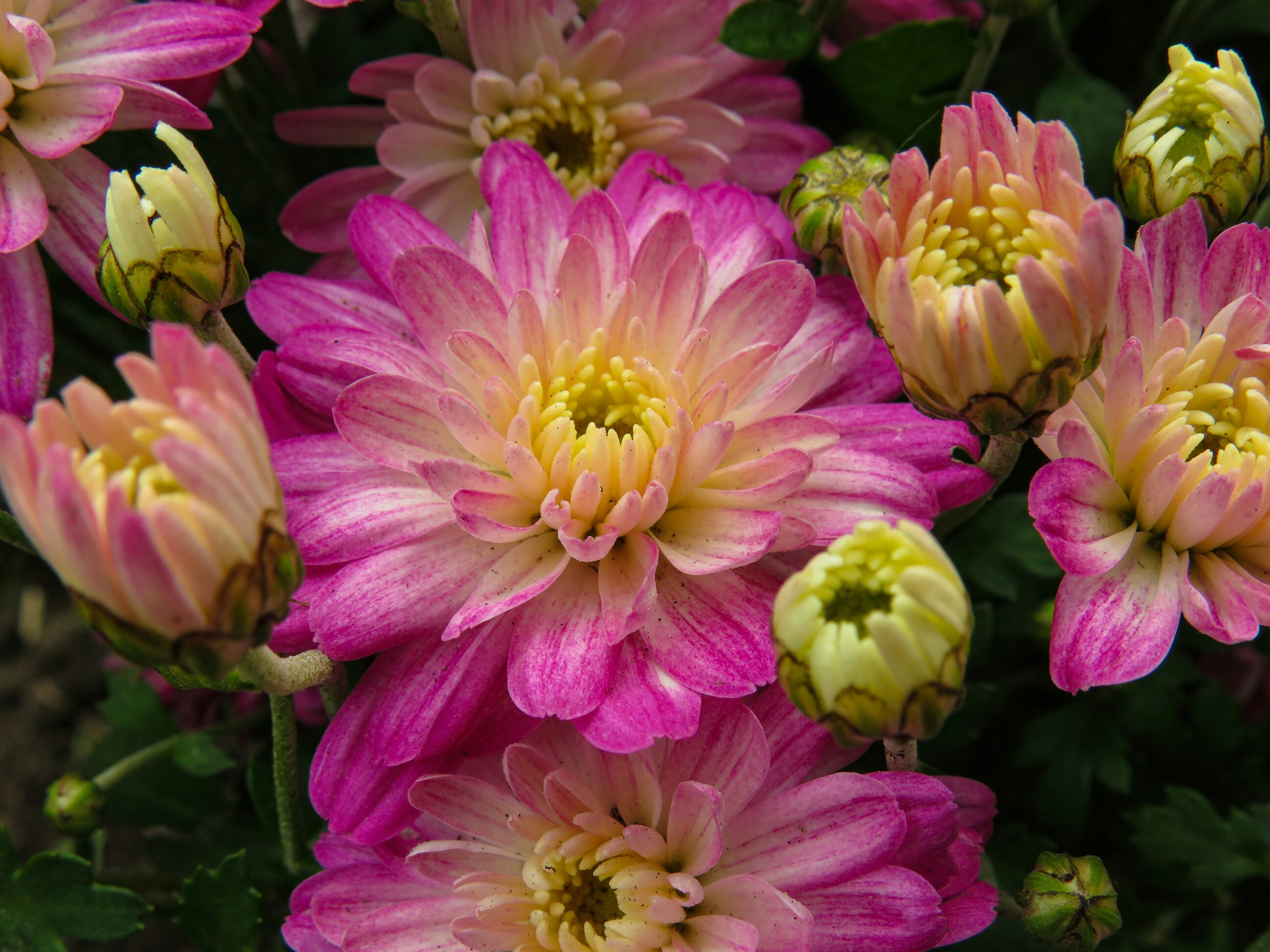 Golden Pompon Chrysanthemum