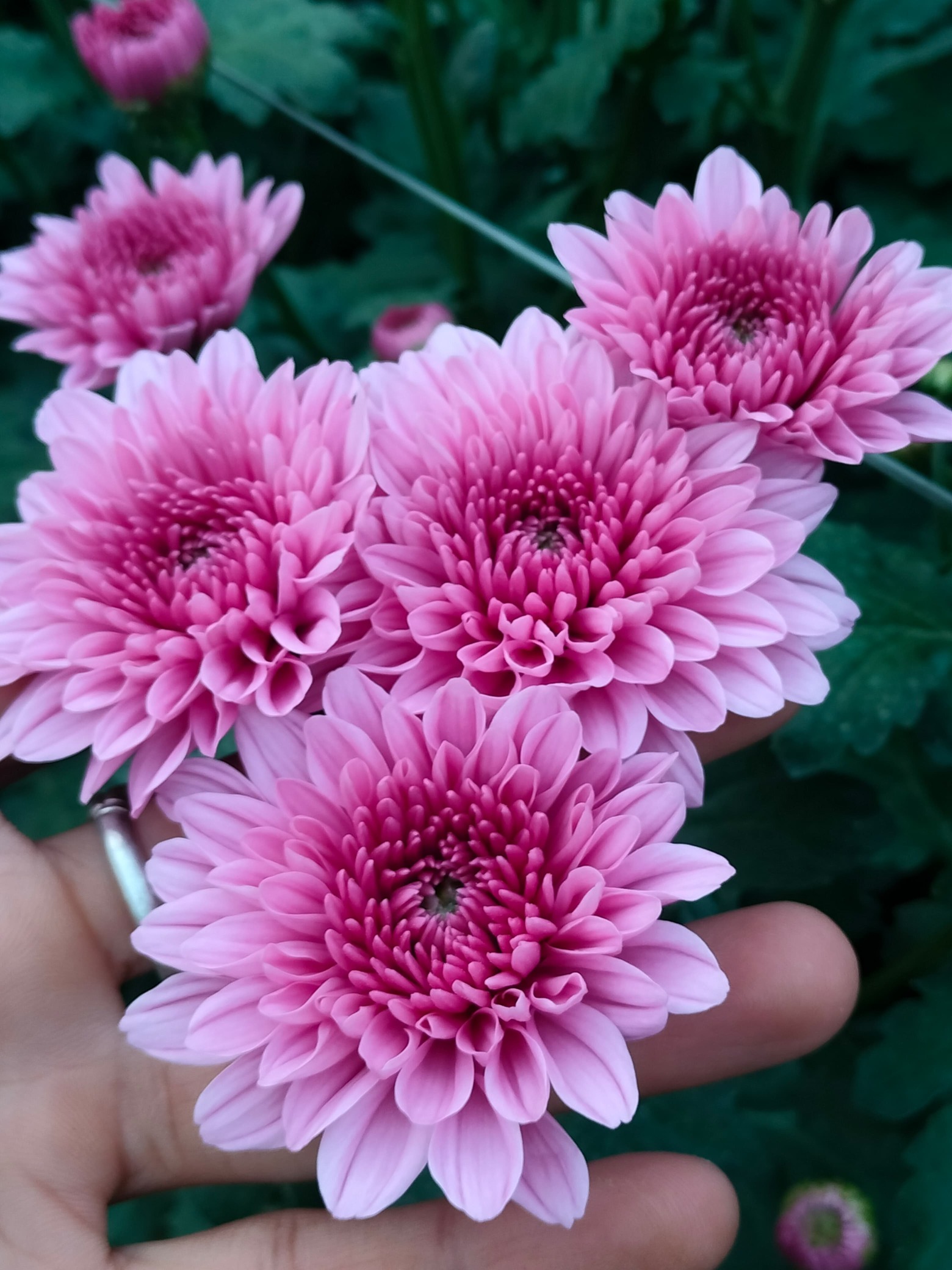 White Chrysanthemum