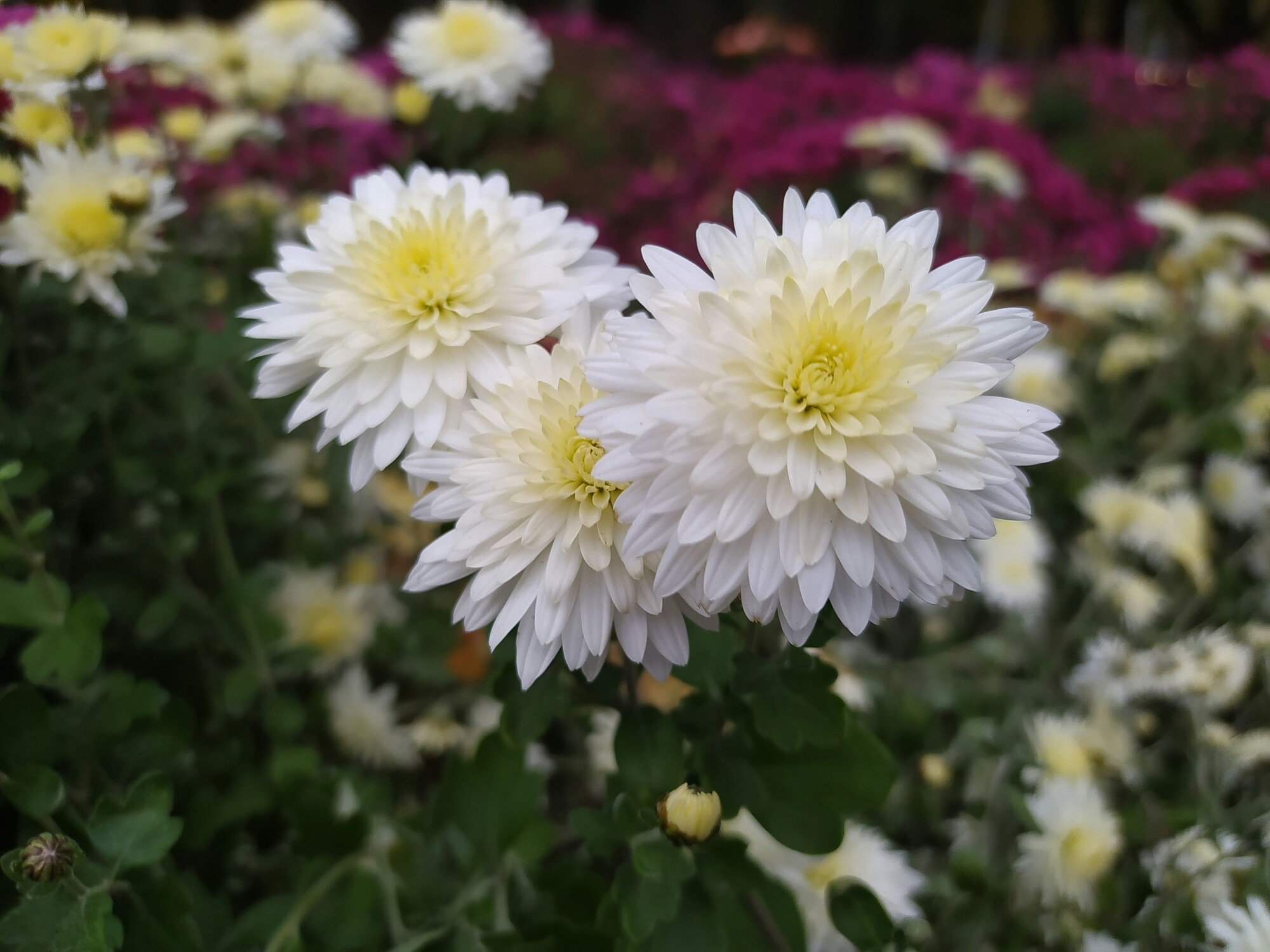 Chrysanthemum