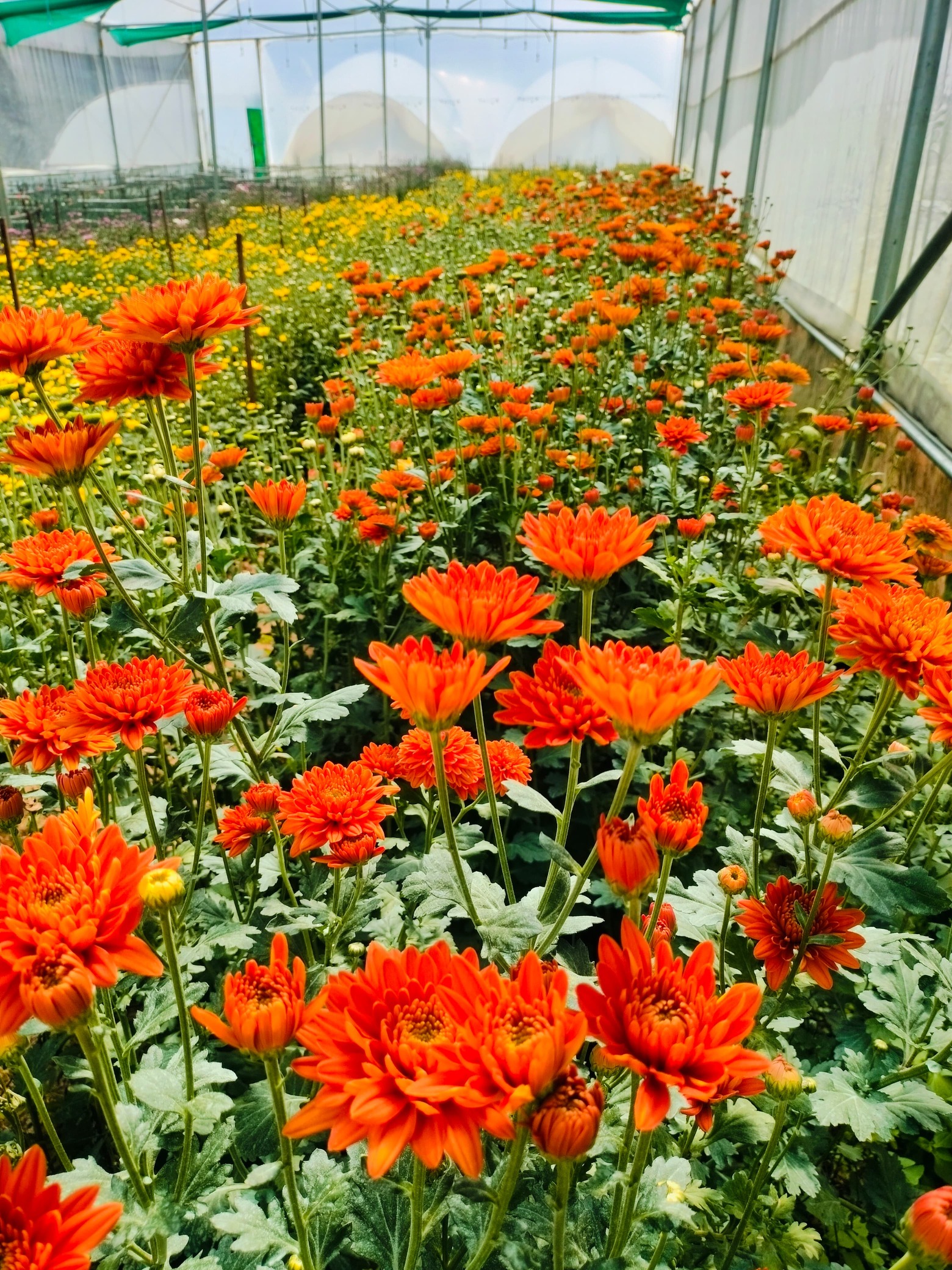 Lavender Spider Chrysanthemum