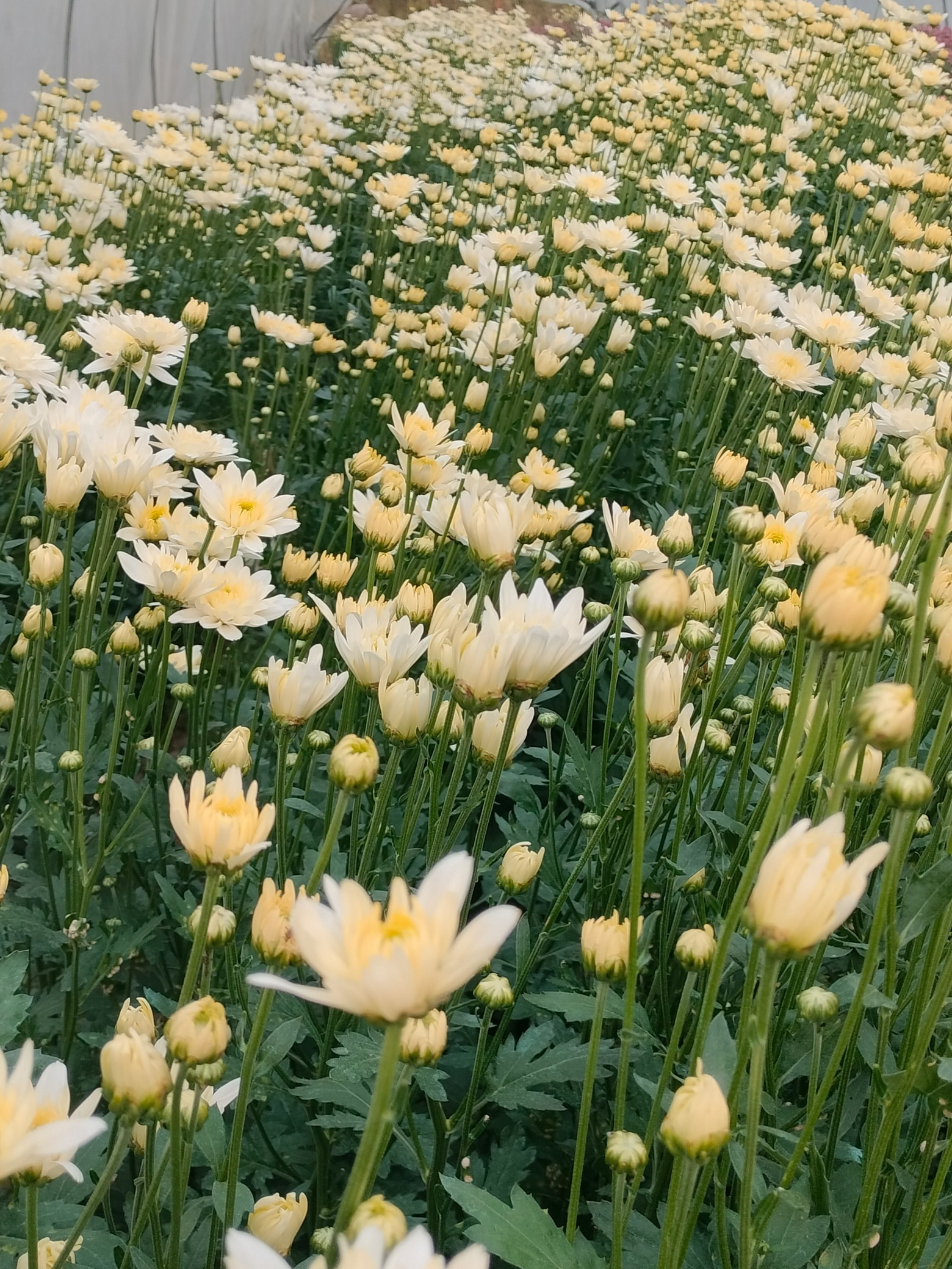 Golden Chrysanthemum
