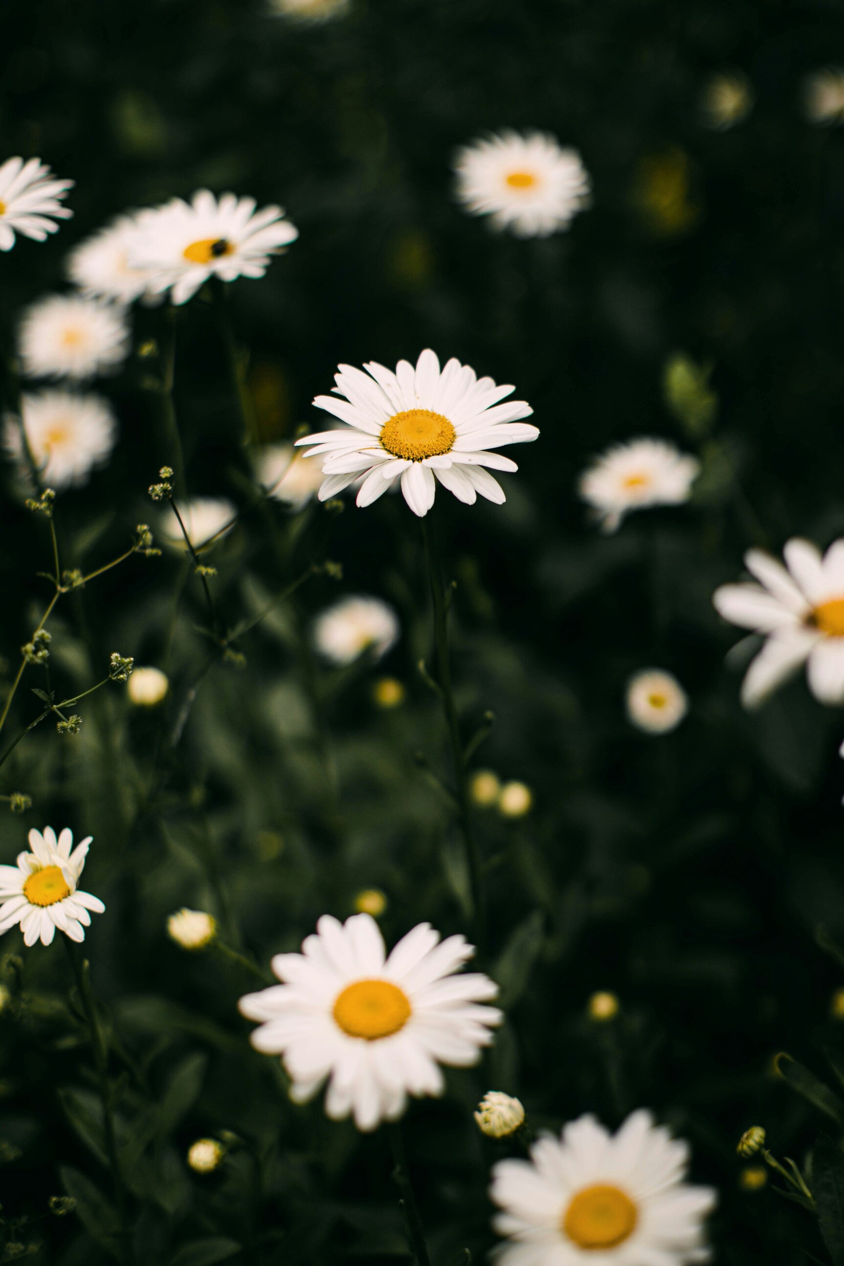 Sunshine Yellow Daisies