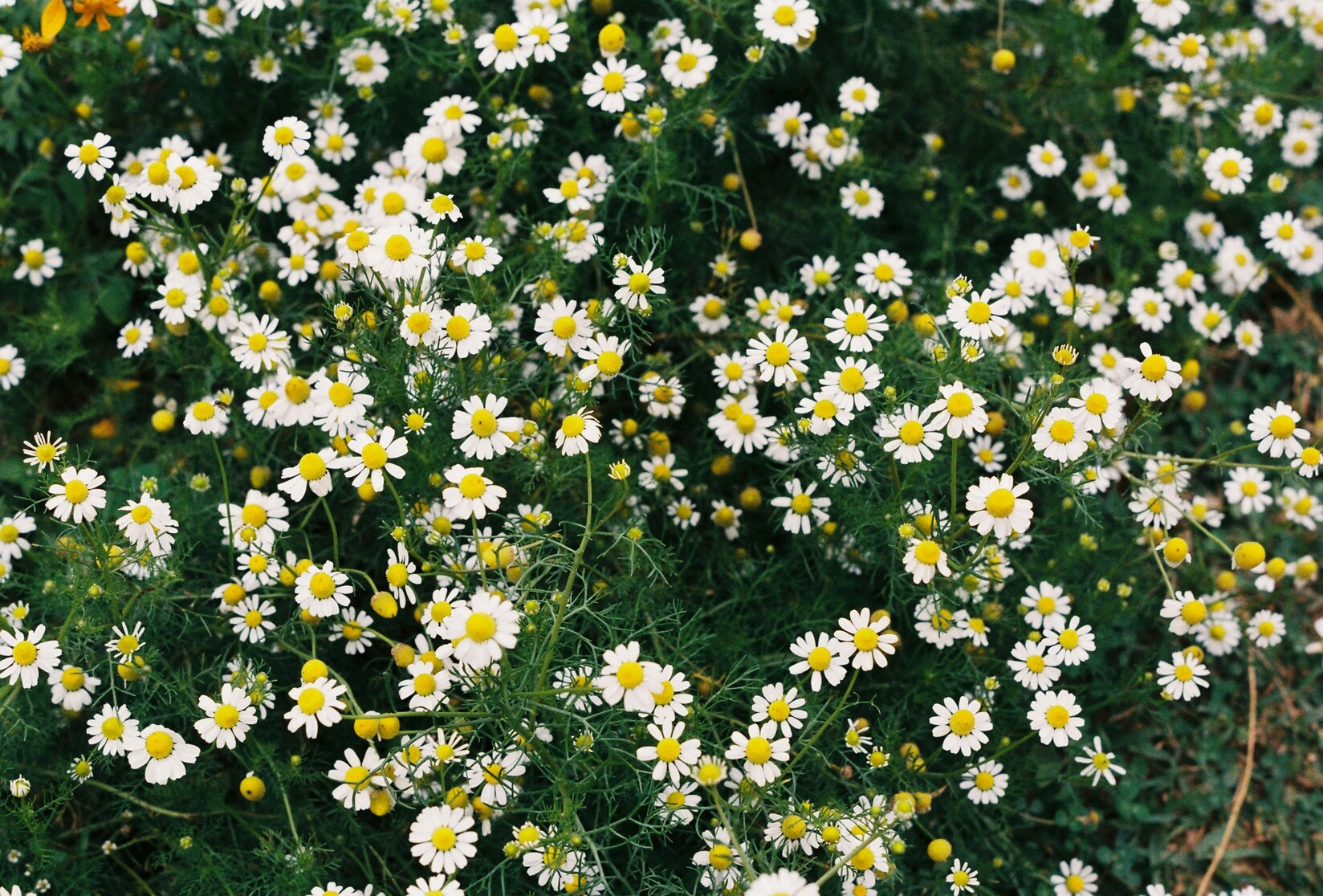 Mixed Meadow Daisies