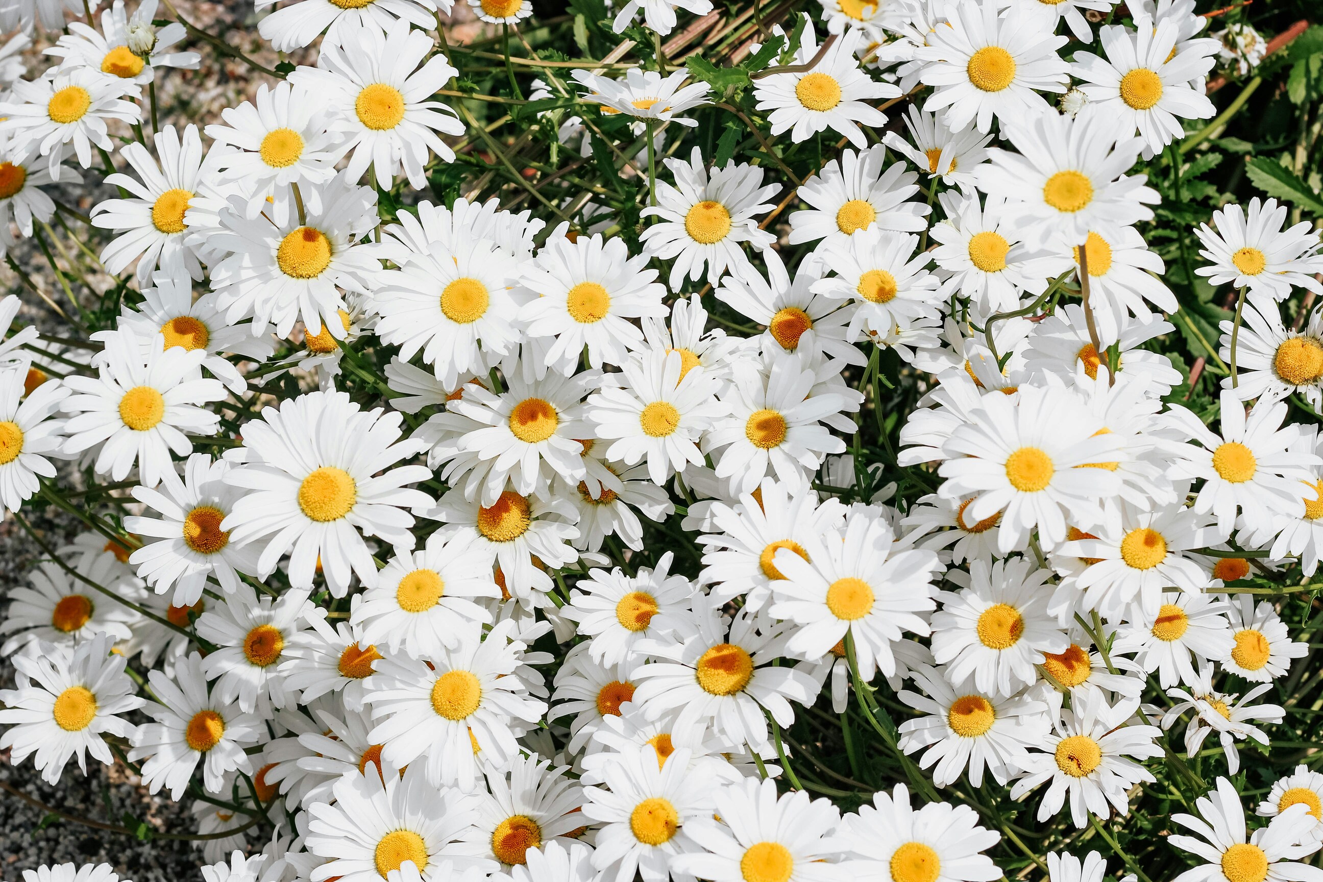 Pure White Daisies