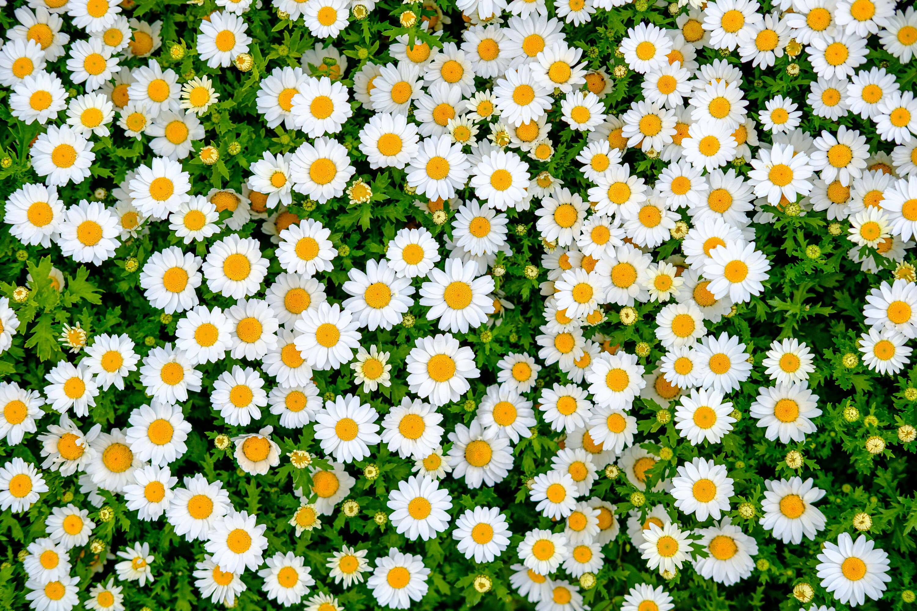 Daisies