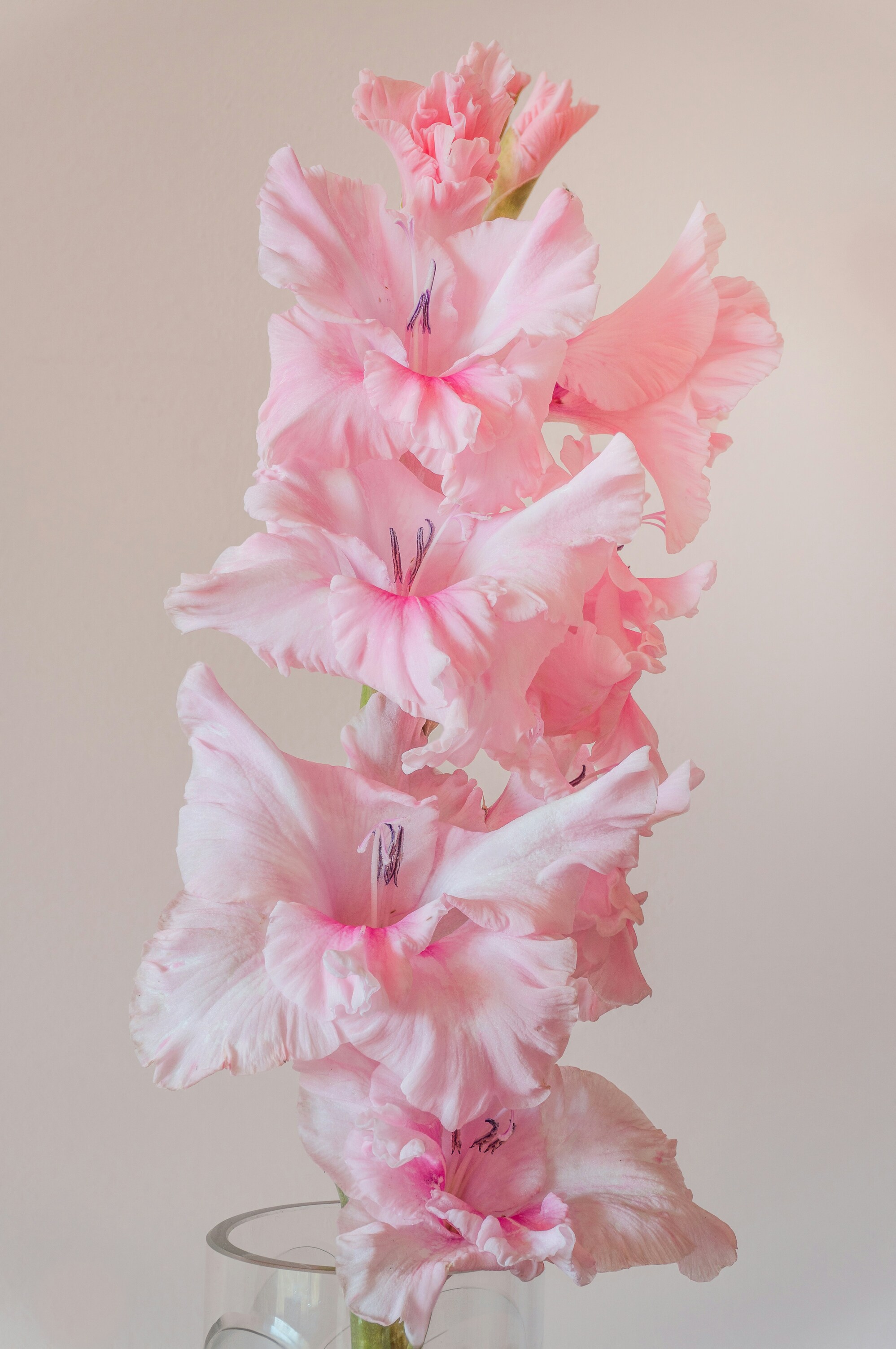 Blush Peach Gladiolus