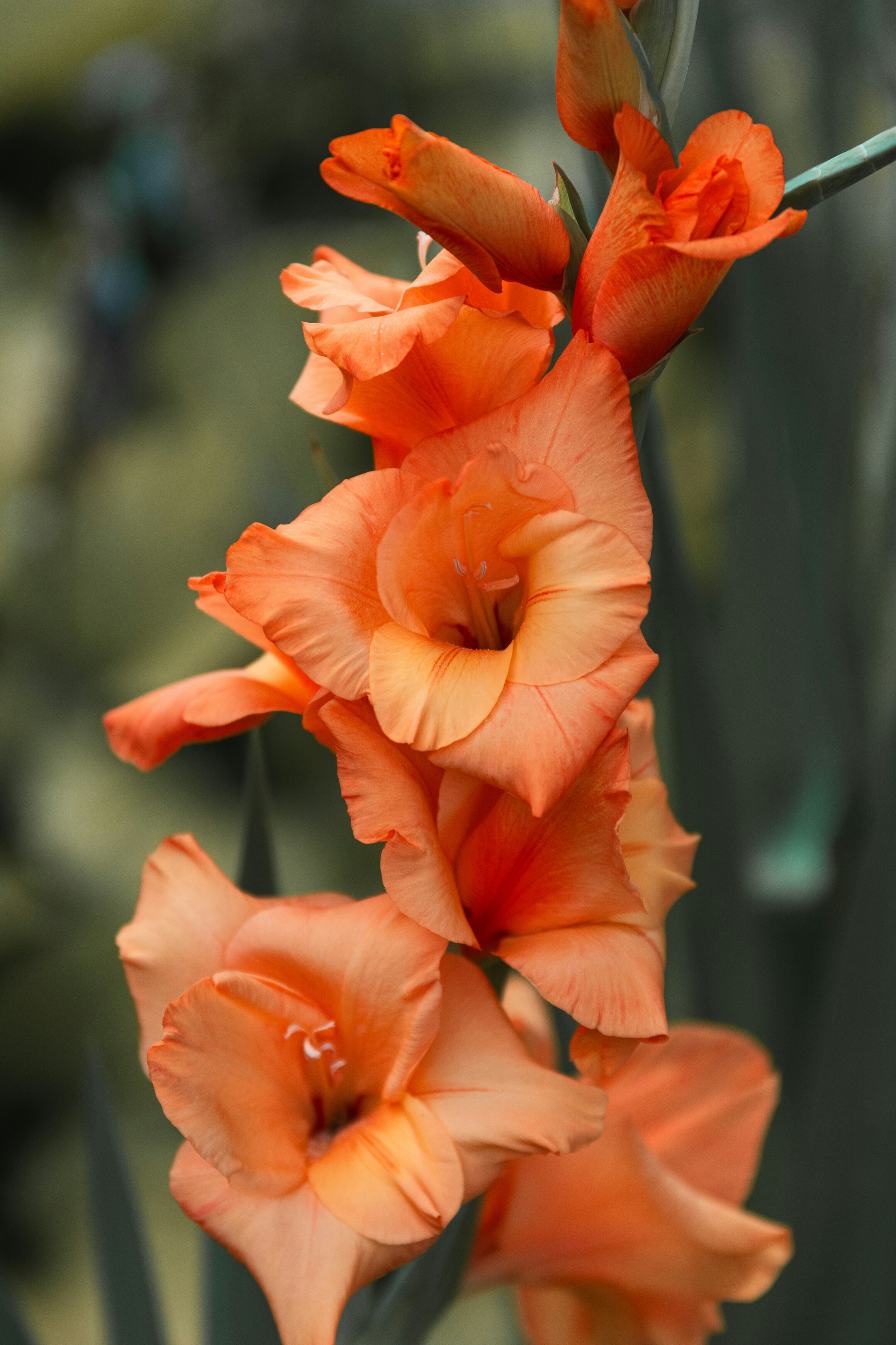 Sunset Magenta Gladiolus