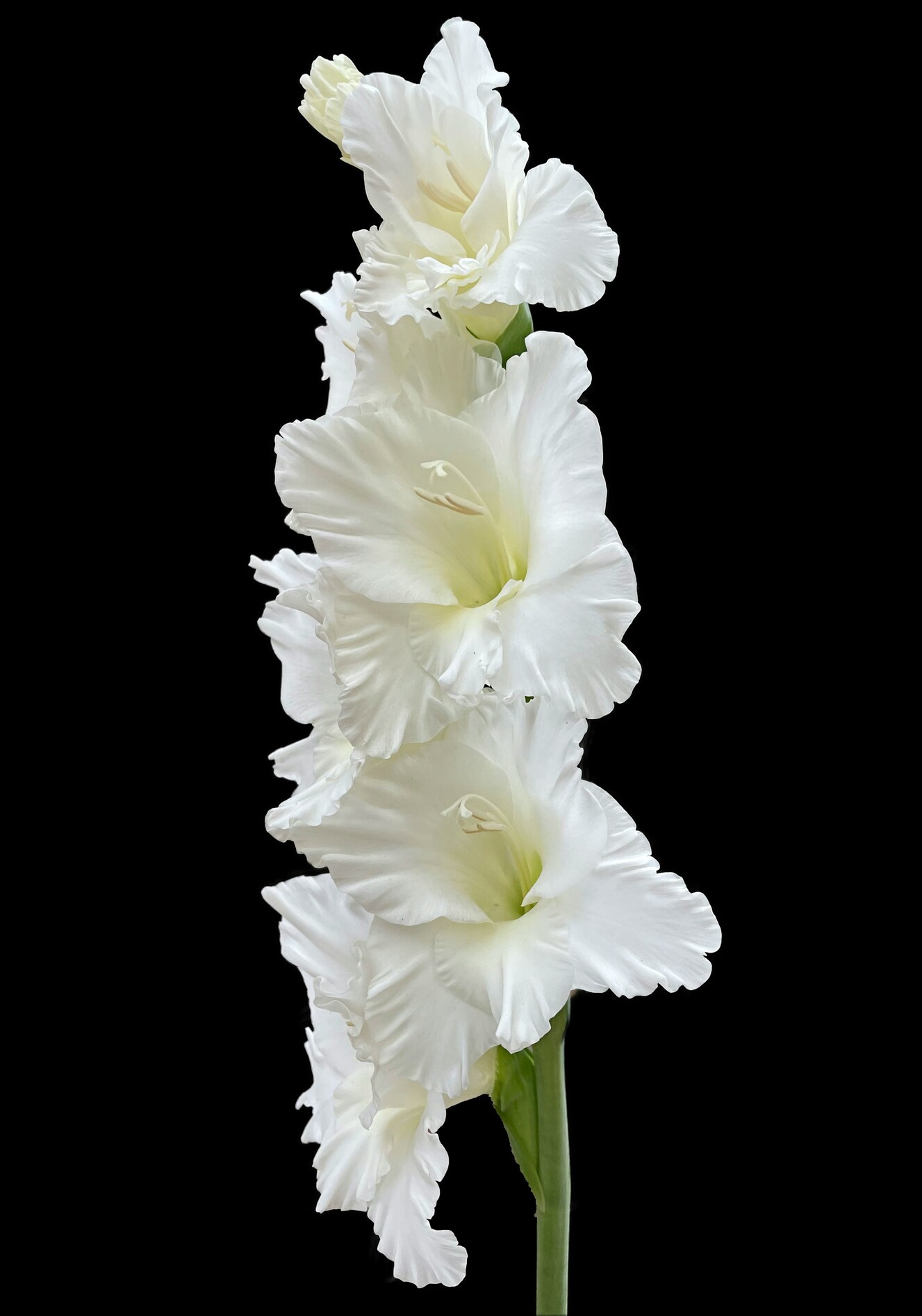 Ivory White Gladiolus