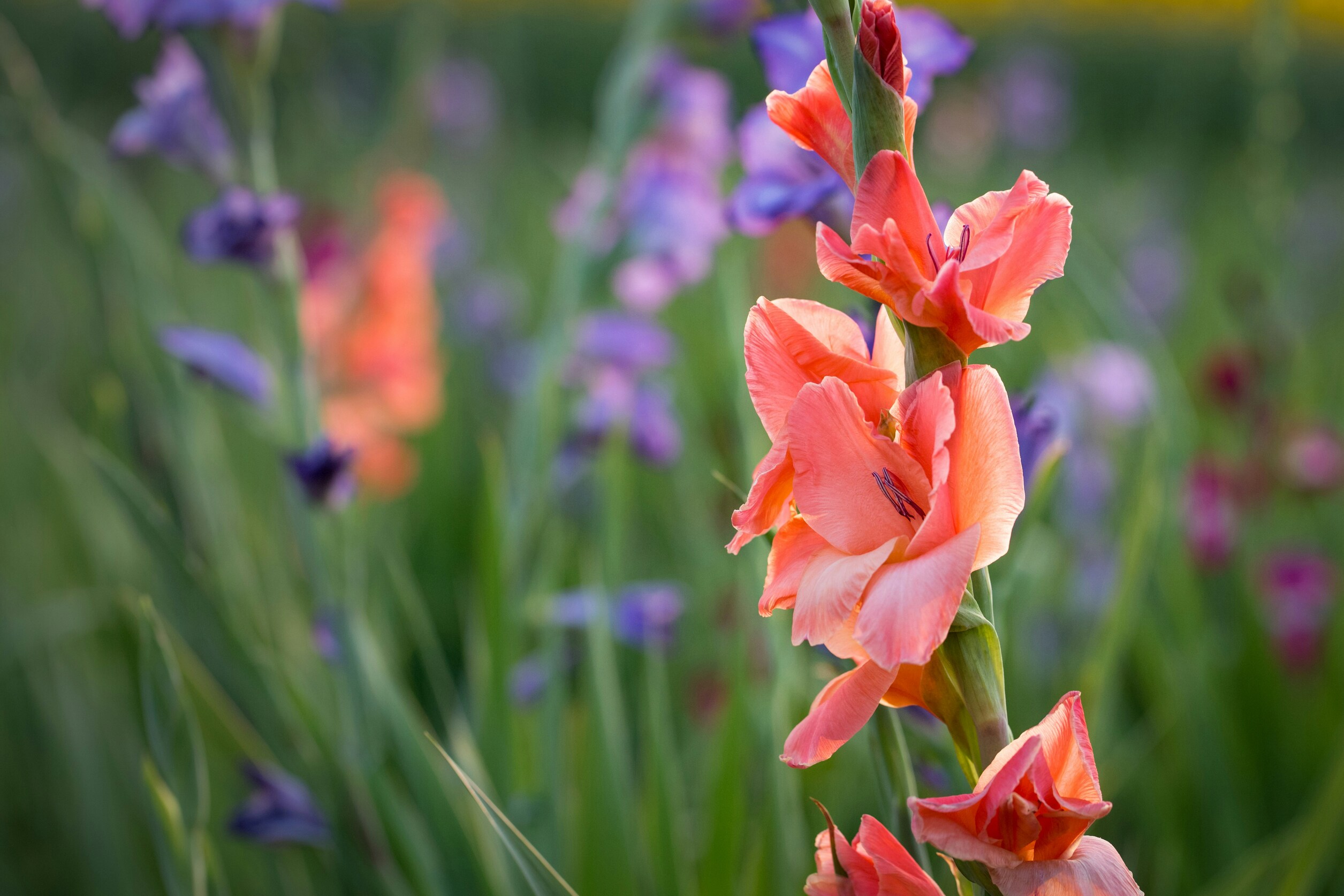 Scarlet Gladiolus