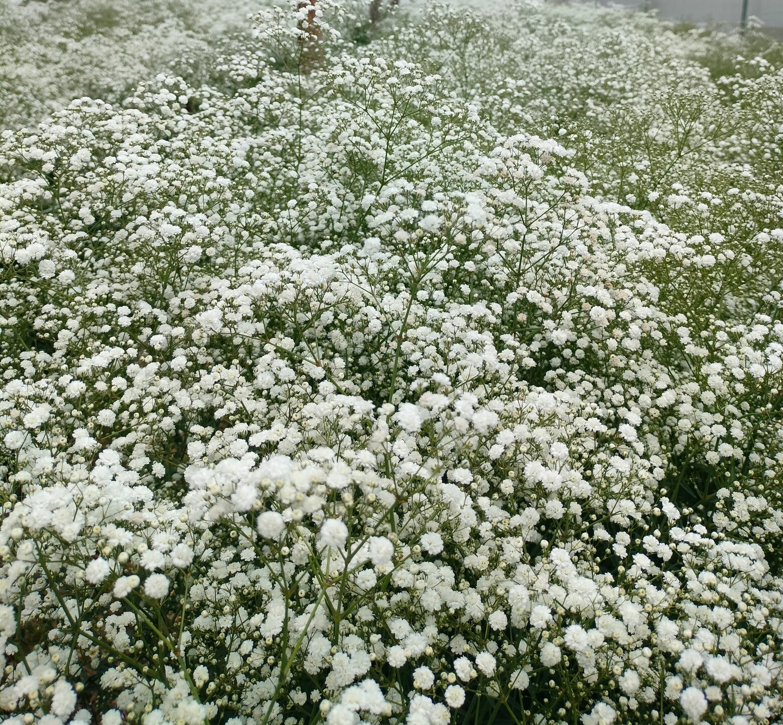 Gypsophila
