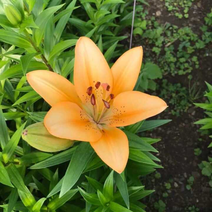 Lilium