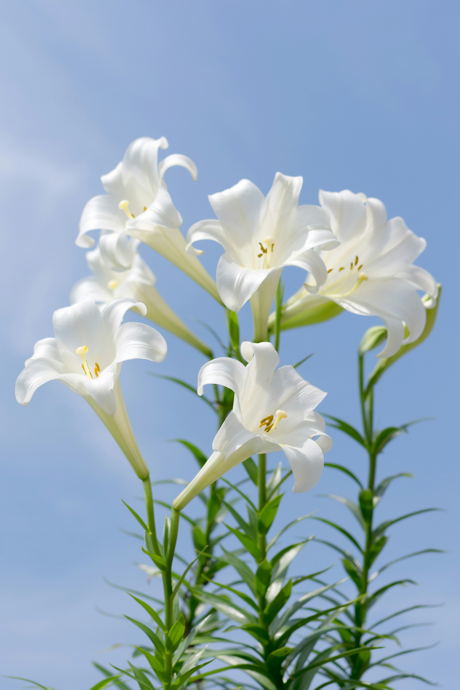 White Oriental Lily