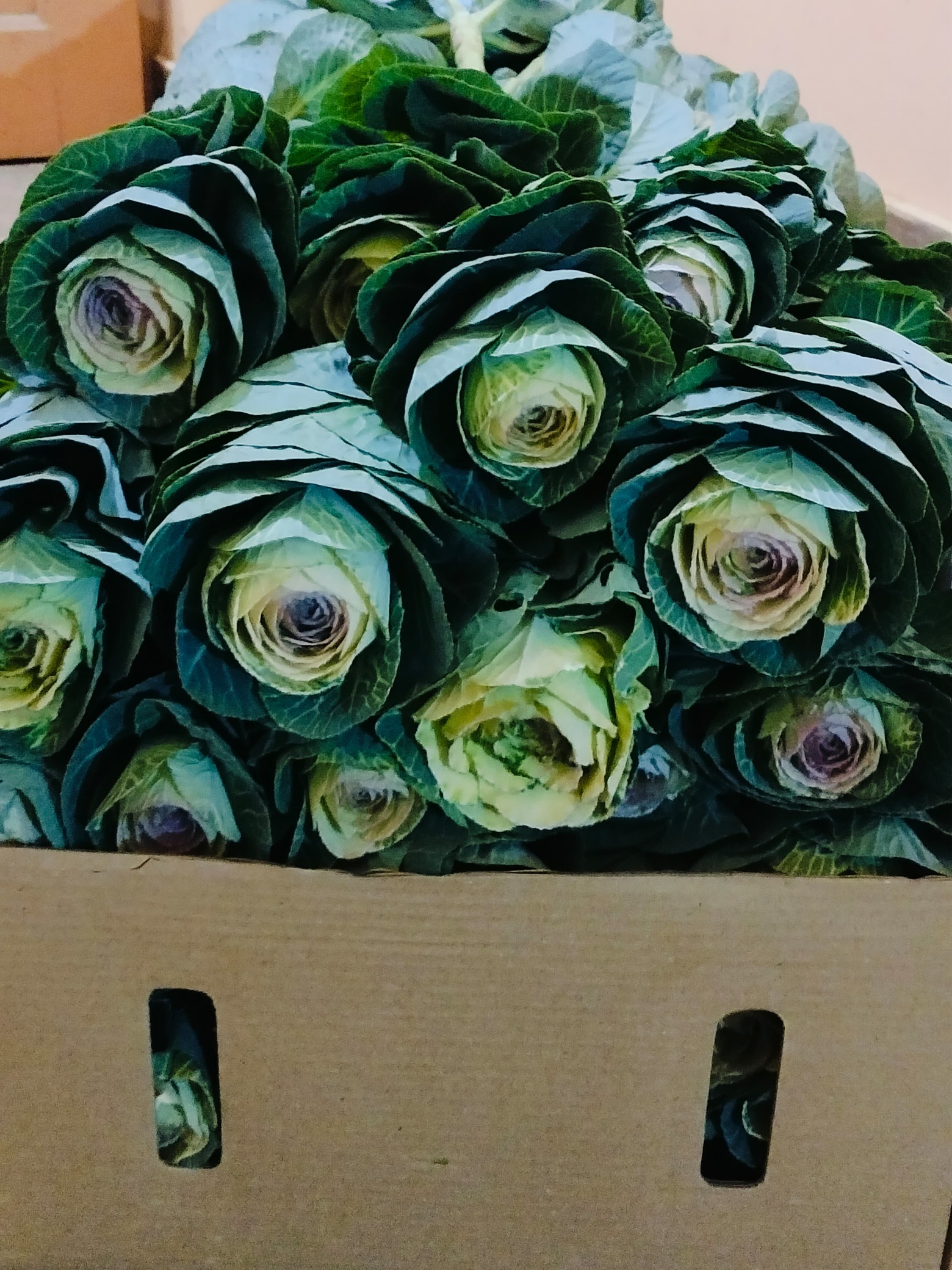 Pastel Cloud Ornamental Kale