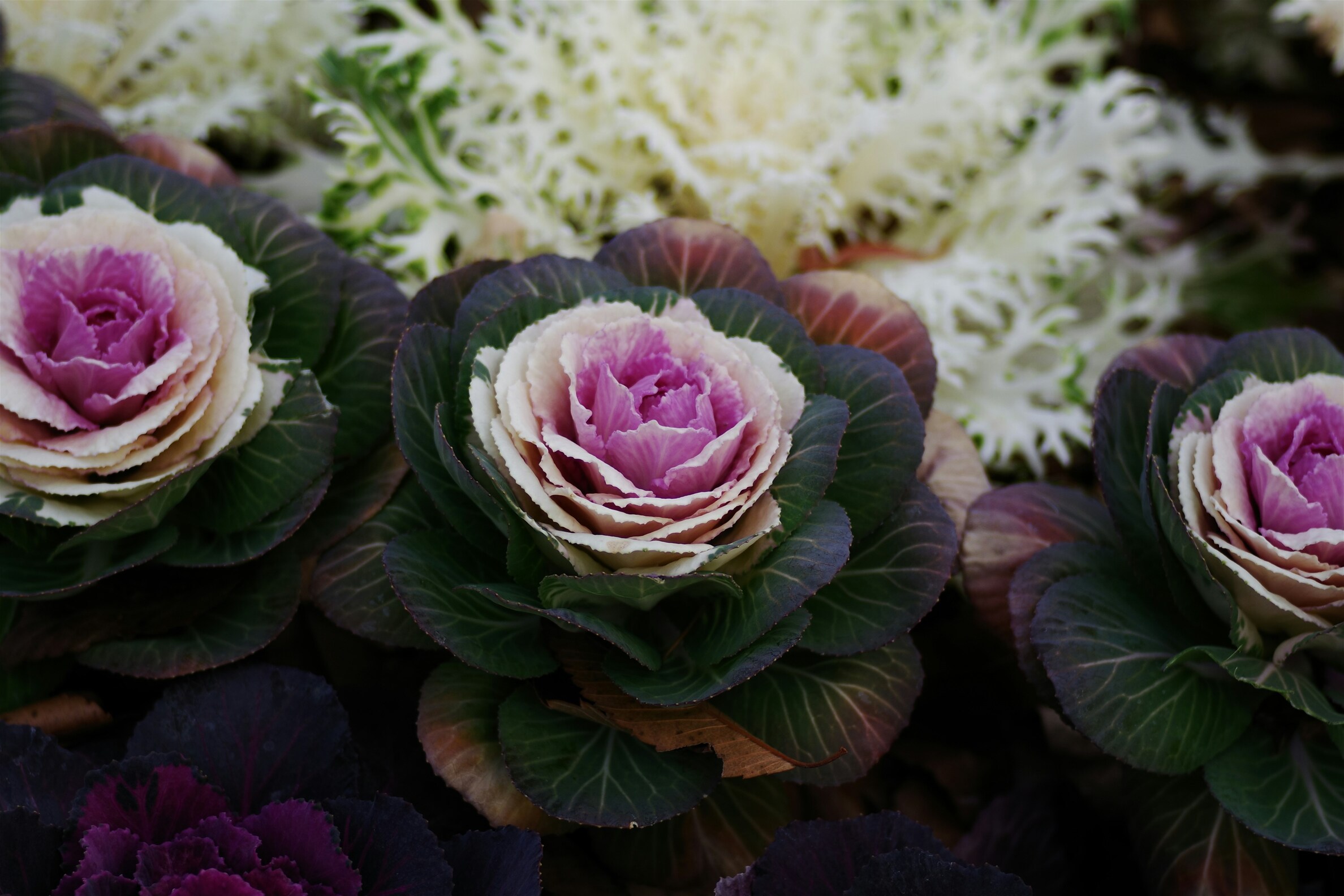 Purple Frill Ornamental Kale