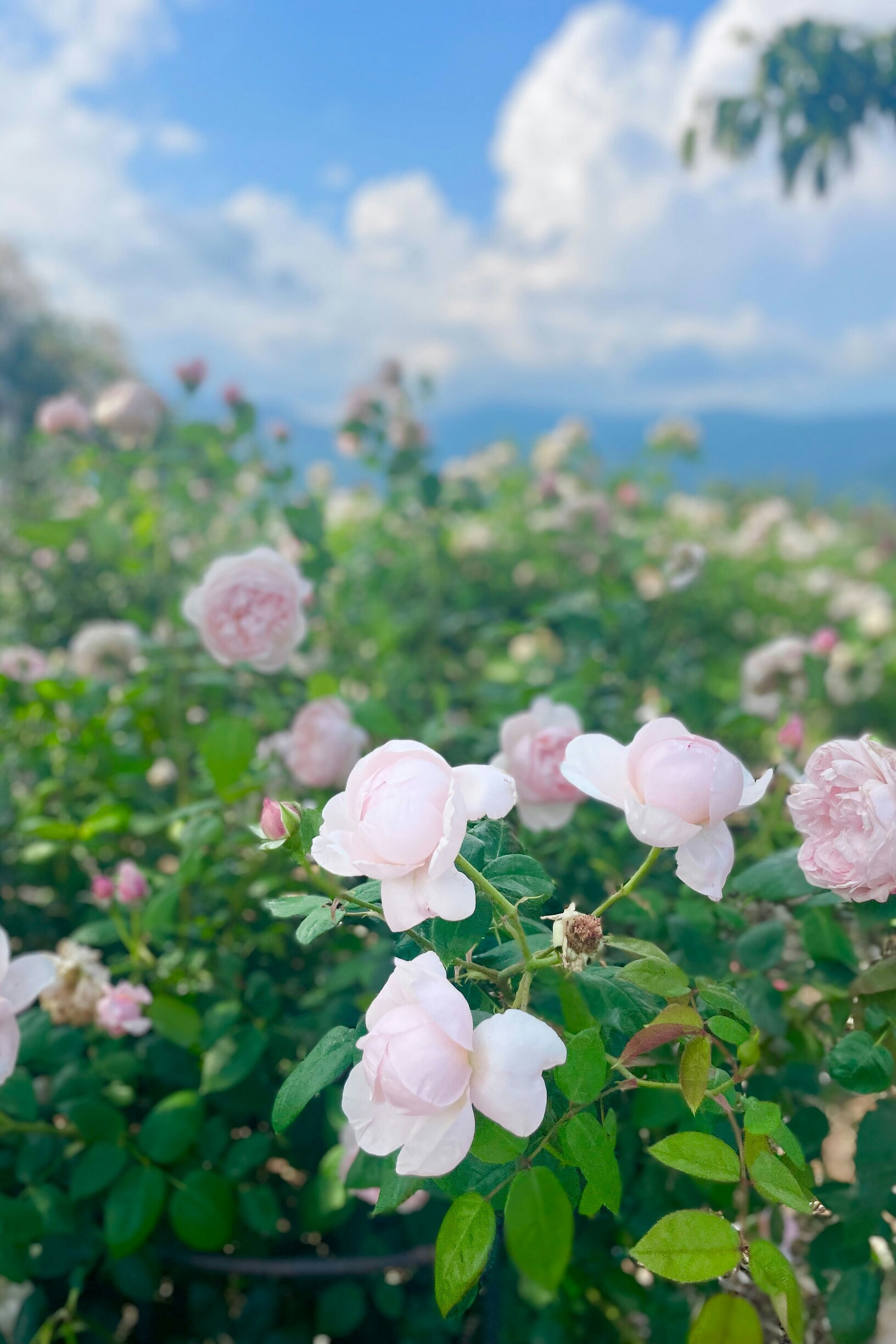 White Rose