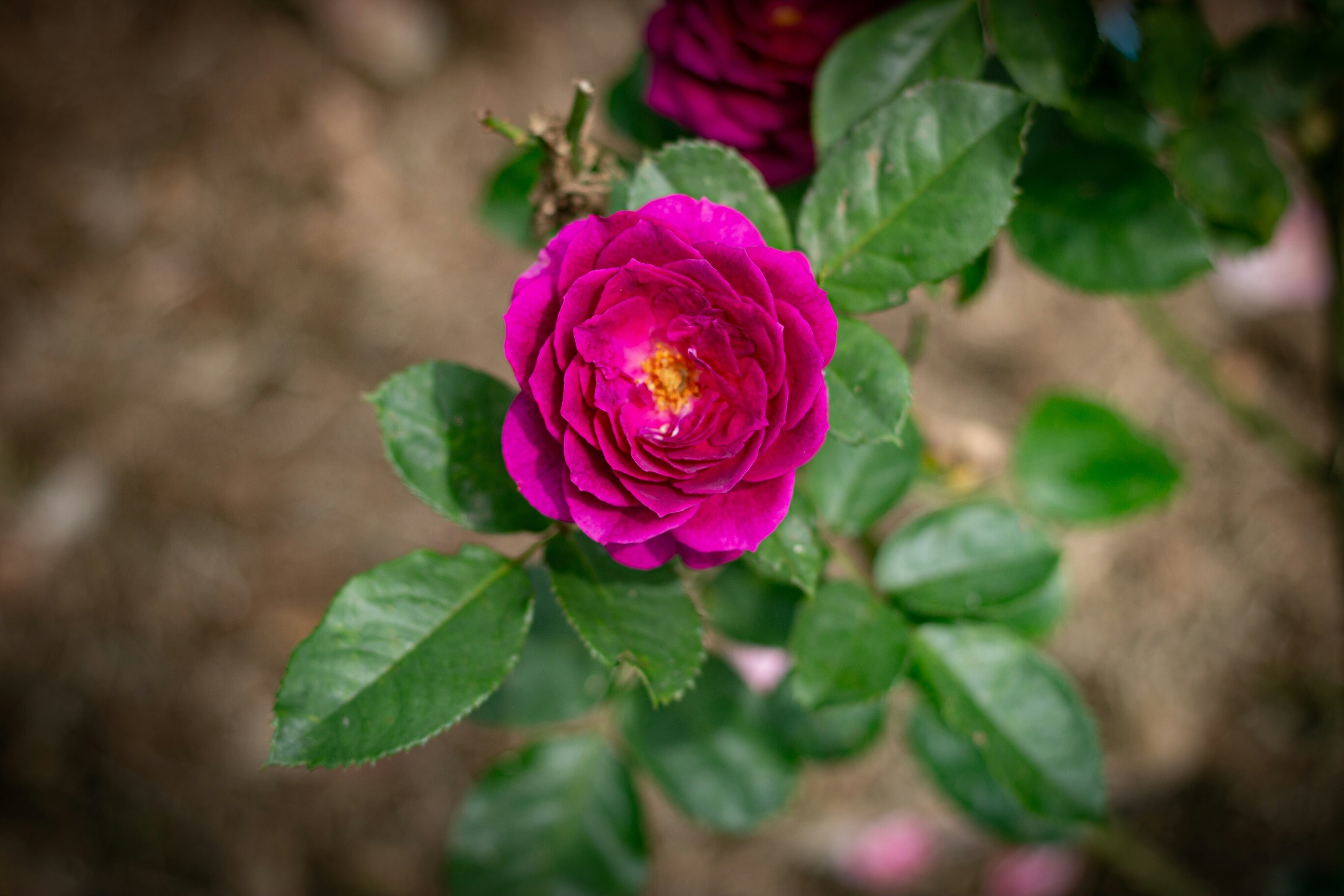 Vibrant Pink Rose
