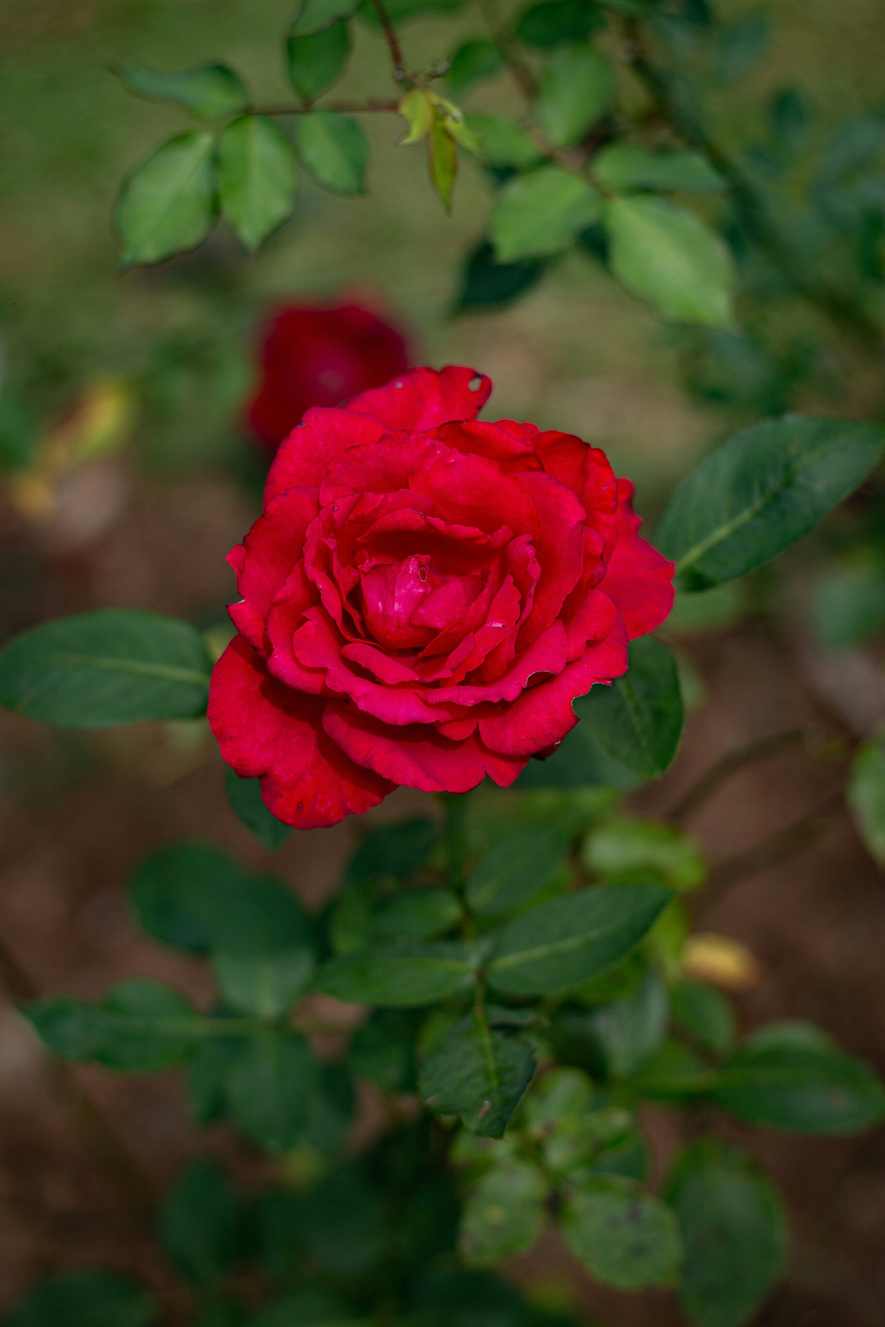 Vibrant Red Rose