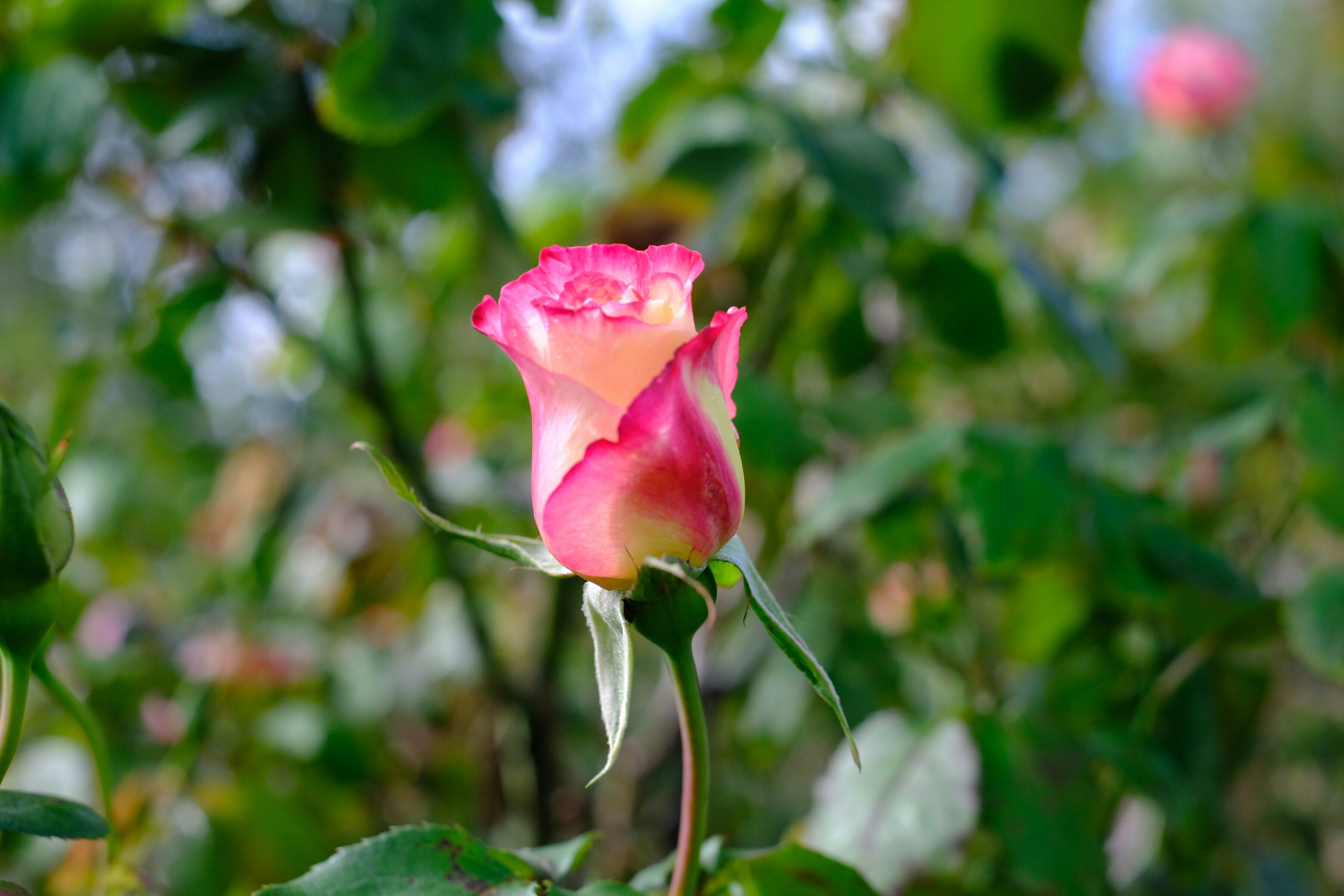 Cream White Rose